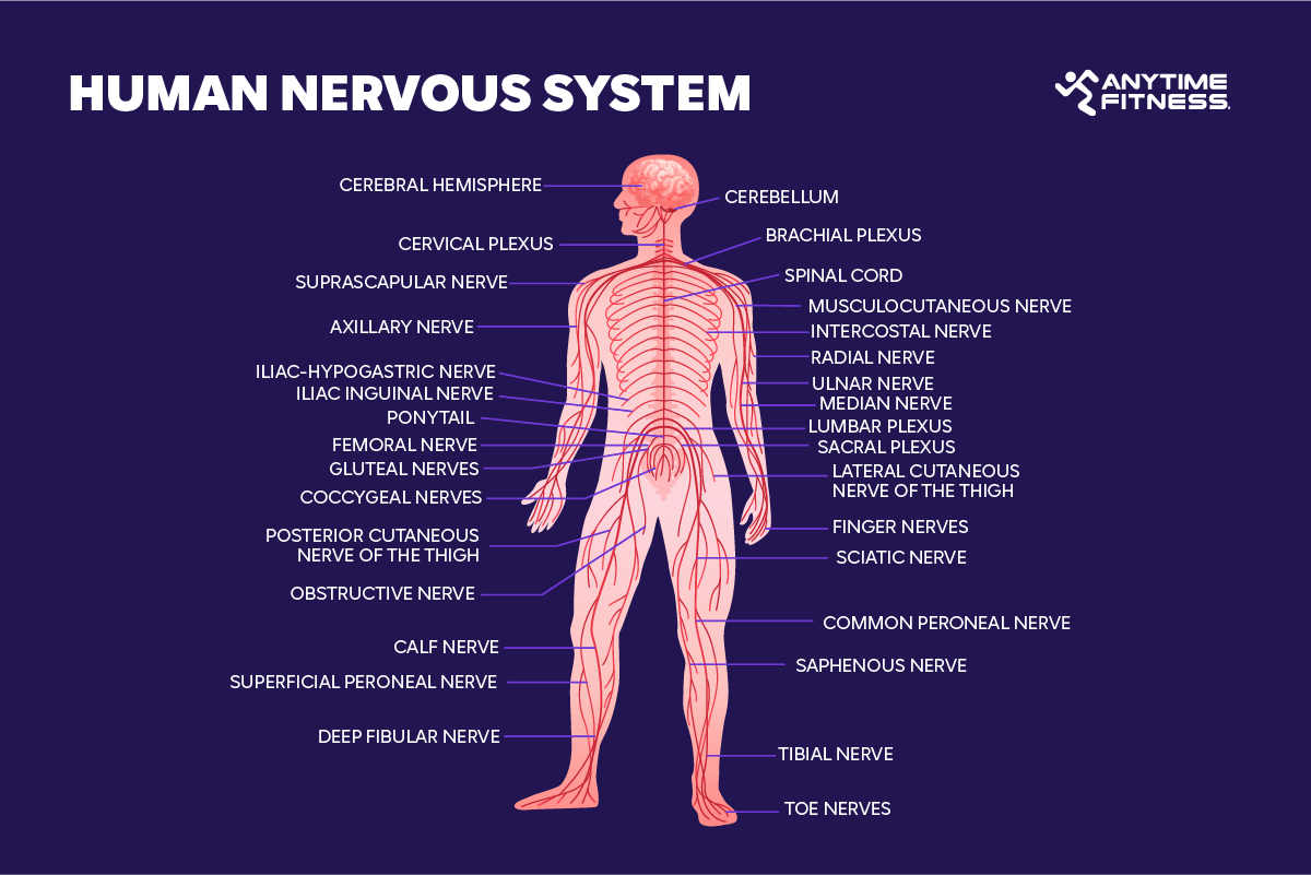 An infographic of the human nervous system.