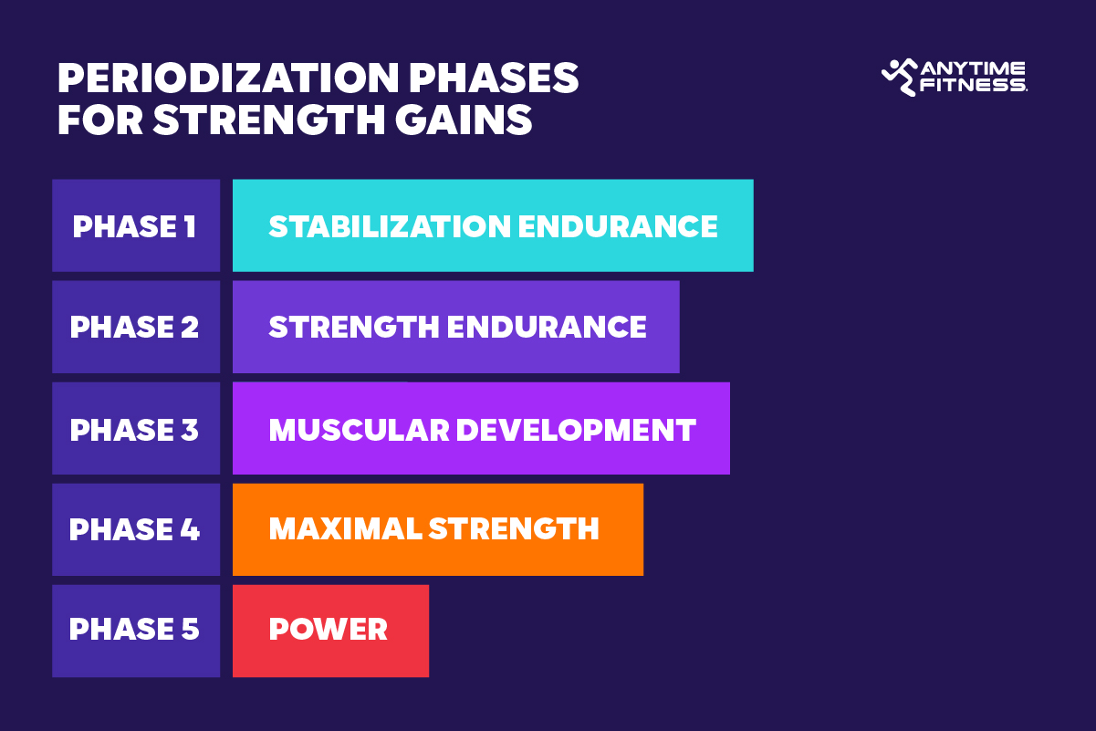 Periodization phases in strength training, highlighting the five stages: stabilization endurance, strength endurance, muscular development, maximal strength, and power. Fitness infographic for workout programming.