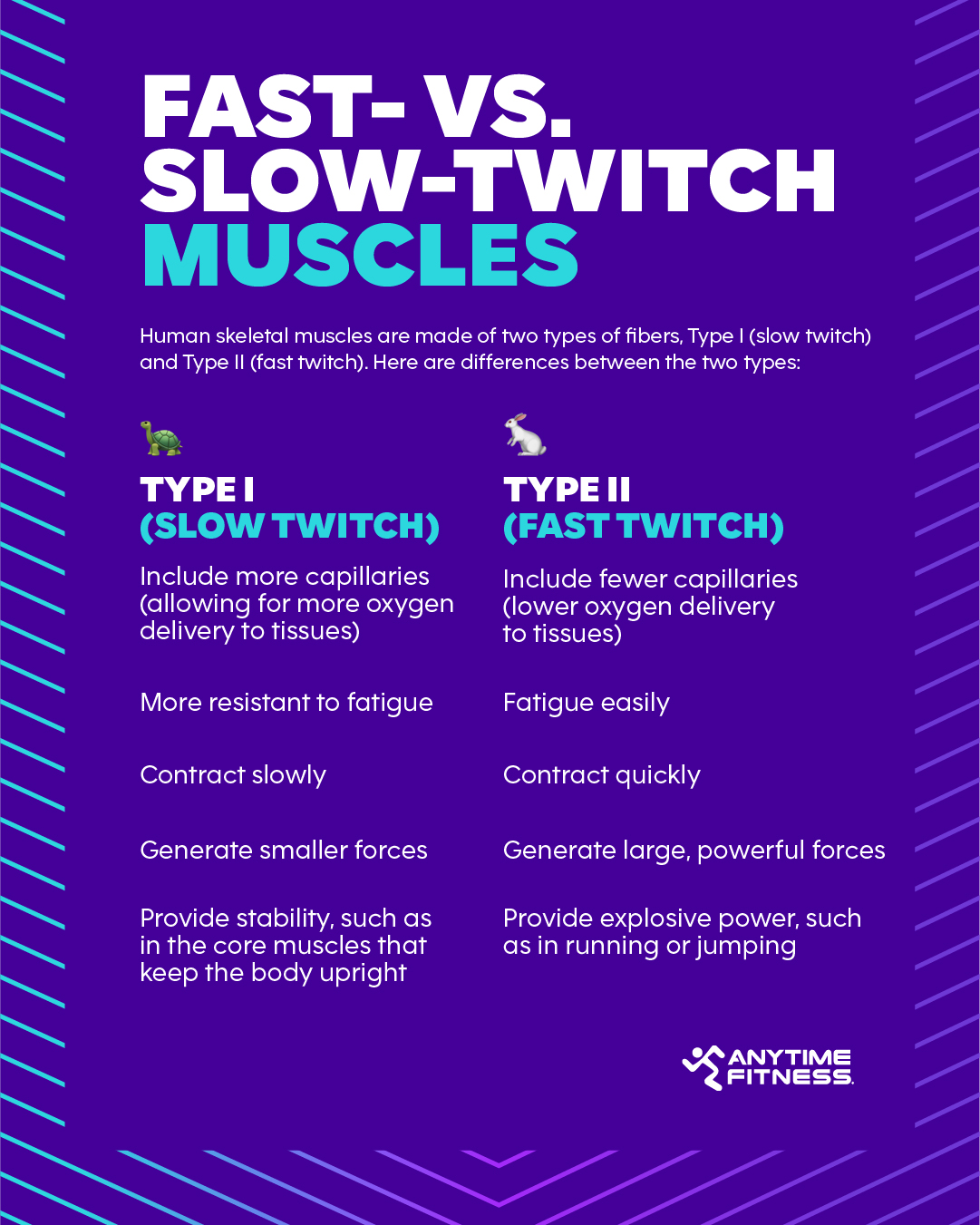 Anytime Fitness graphic explaining the difference between fast- and slow-twitch muscles. Type I (slow twitch) include more capillaries, are more resistant to fatigue, contract slowly, generate smaller forces, and provide stability. Type II (fast twitch) include fewer capillaries, fatigue more easily, contract quickly, and generate explosive power.